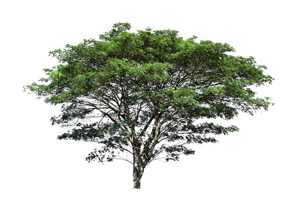 阔叶剪下白色背景上隔离的树木用于设计并有剪切路径的热带树和生长孤独设计图片