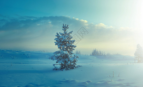 俄罗斯白色的冬天美丽圣诞风景冬季与松林海滨沙丘图片