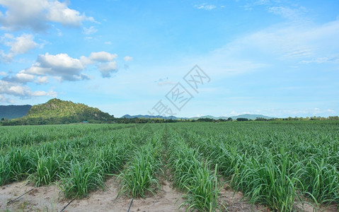 糖庄稼排长的甘蔗田以山地和天空为背景图片