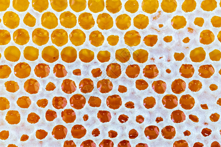 有机的杓金蜂降蜜背景纹理颜色图片
