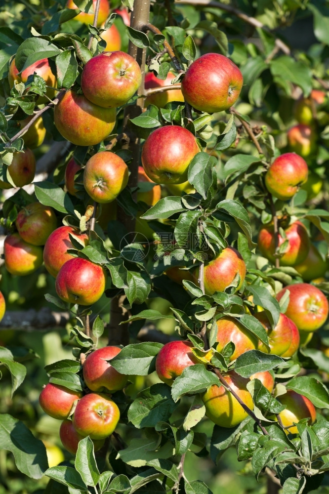 在树上撕红苹果新鲜的季节落下图片