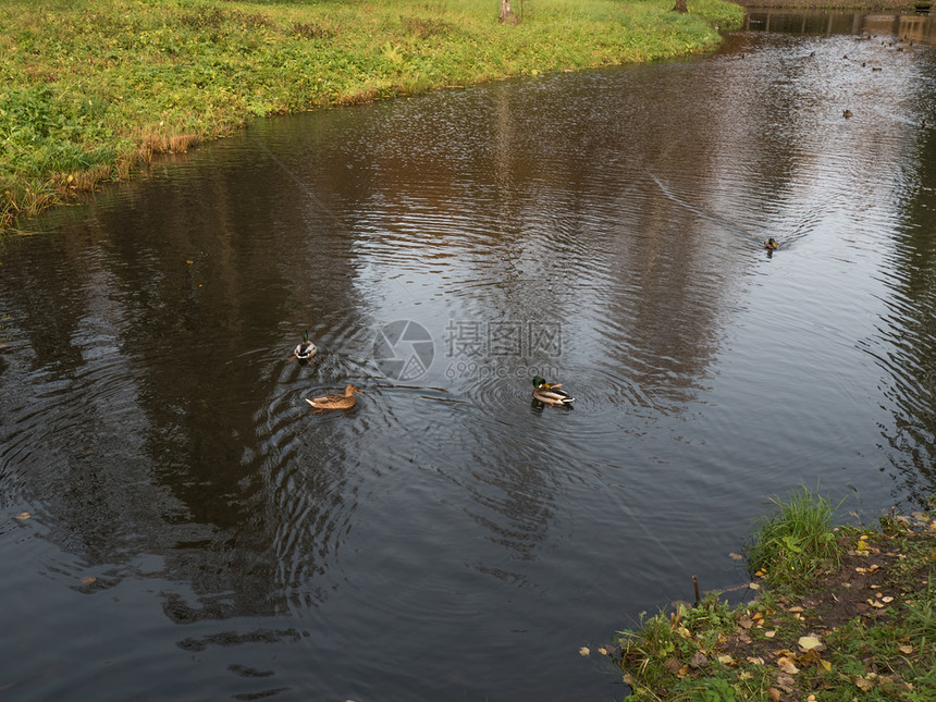 时间自然在池塘中漂浮的鸭子木头图片