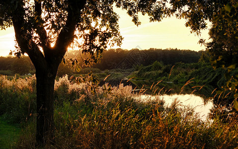 森林日落夕阳图片