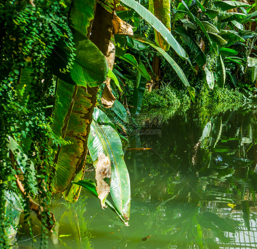 叶子河湖充满水和绿植物叶的美丽热带花园风景外表自然背以及图片