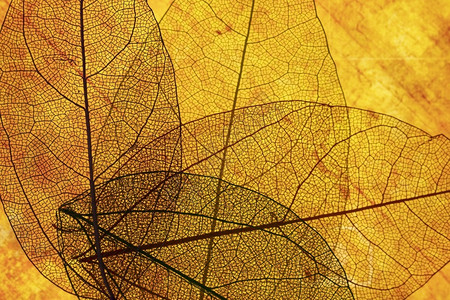 叶子老的前对橙色透明树叶亮地图片