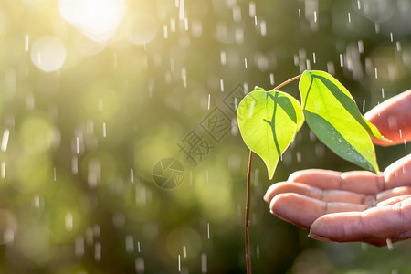 自然幼苗在生长男人的手在轻地抚摸而雨和晨光照耀着阳植物培育图片