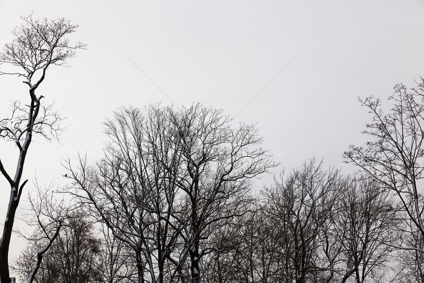 在冬雾中裸露的树顶上干里有雪天空是灰色的拍摄在雾中的树顶自然公园拍照图片