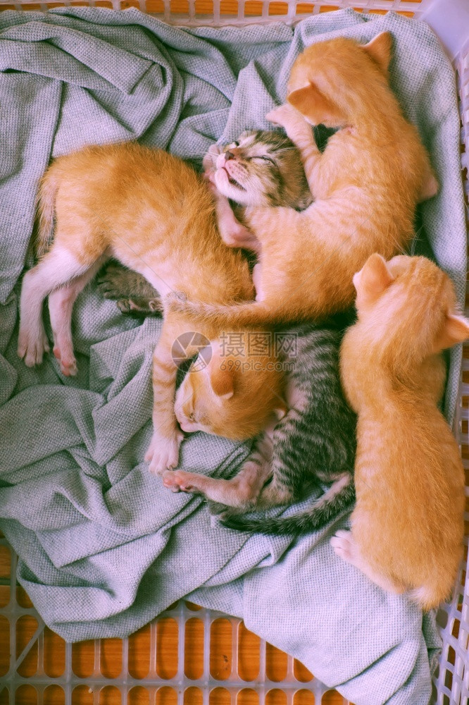 刚出生的四只小奶猫图片