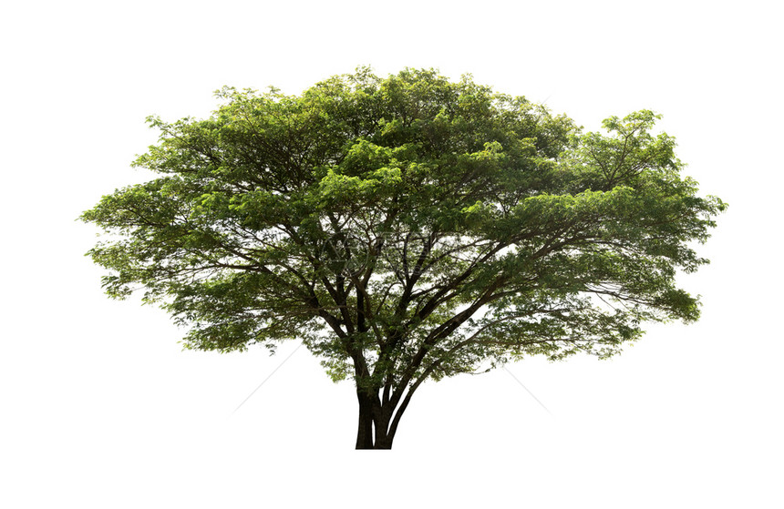 剪裁白色背景上隔离的树木用于设计并有剪切路径的热带树和小路植物学图片