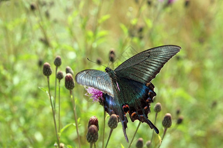 天优雅蝴蝶红花上的黑燕尾单身图片