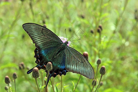 蝴蝶红花上的黑燕尾生活晴天翅膀图片