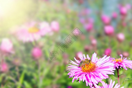 蜜蜂在阳光下的紫苑蜜蜂在上阳光下收集花蜜美丽太阳昆虫图片