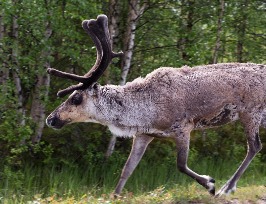 在森林里跑来去的野生小鹿草国民宠物图片