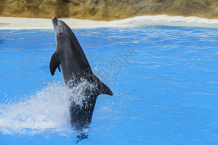 水族馆海豚表演海浪高清图片素材