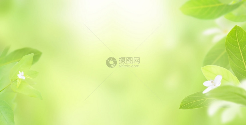 新鲜冷静的花绿色叶在模糊背景和阳光上的新绿叶自然质有文字复制空间自然绿色植物用于环境生态和新概念作为背景封面页和壁纸的首图片