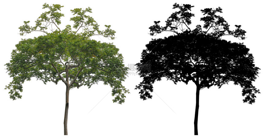 轮廓森林一棵天然绿叶树白色背景上隔绝的黑色阿尔法面罩图片