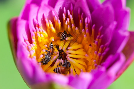 荷花花蕊里的蜜蜂图片