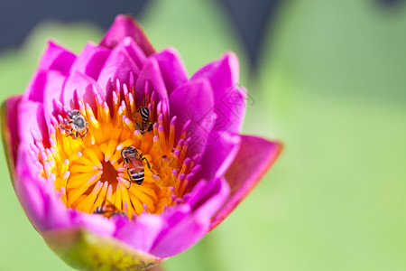 莲花花蕊里的蜜蜂图片