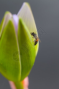 荷花花苞上的蜜蜂图片
