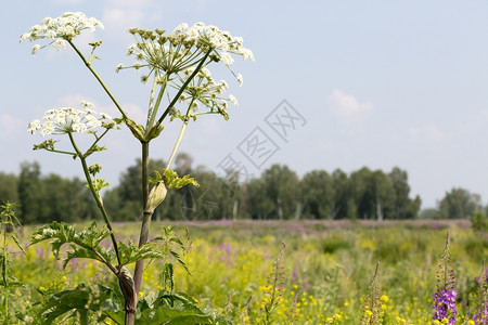 白花绿色田野草地密尔绿和森林背景中的白花绿地和森林背景中前的白花背景