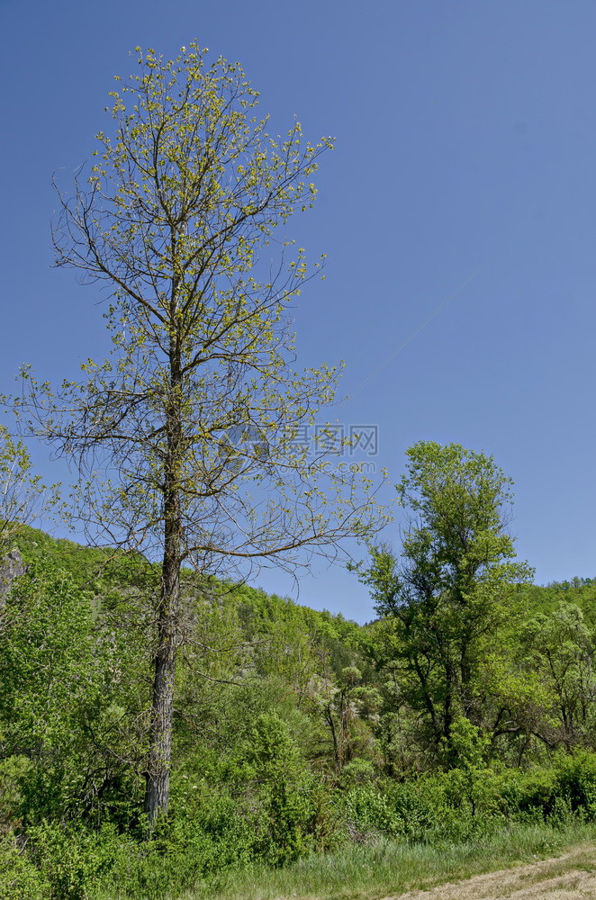 美丽的磁保加利亚Lozen山的春季地磁景观绿混合林和树新叶已开发露津山保加利亚春天图片