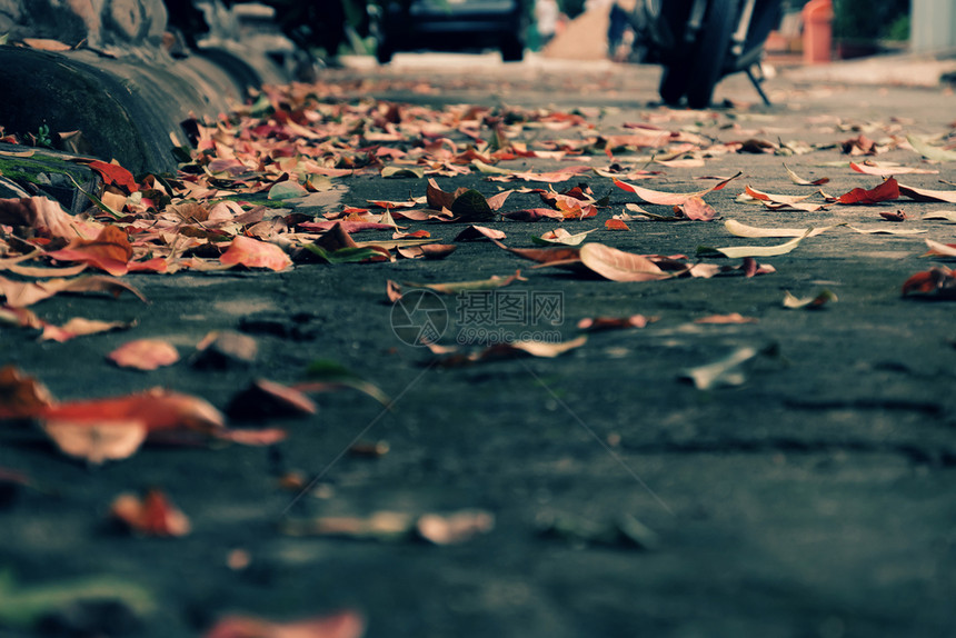 秋季在街上流落着多彩的叶子使秋天背景美丽越南的公园图片
