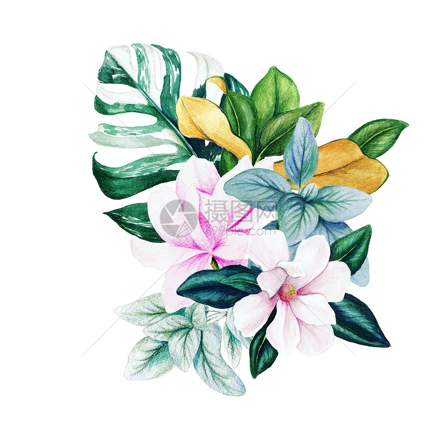 形象的粉色Magnolia和叶子亮水彩色花束配有怪物叶手工画图插图片