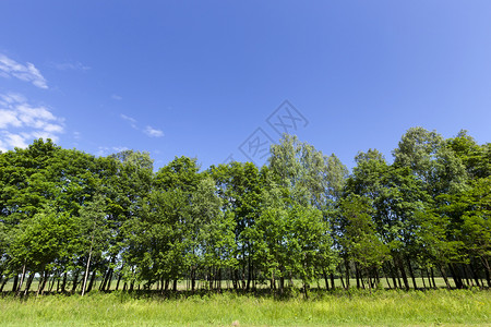 春树木生长在路边绿叶青草和蓝天空的春林风景谷草地叶子图片