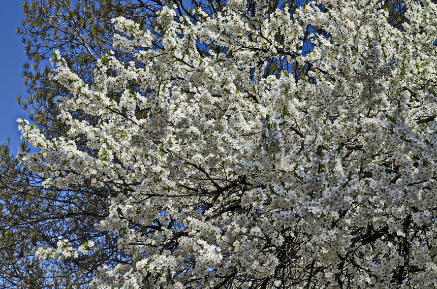 李子在保加利亚索非的公园里配有鲜花梅树或普鲁努斯家花的分支香自然图片