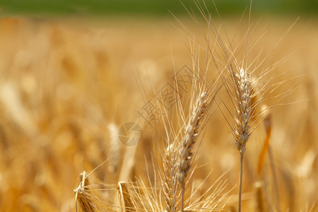 黑麦外部植物有小耳朵的字段宏观背景图片