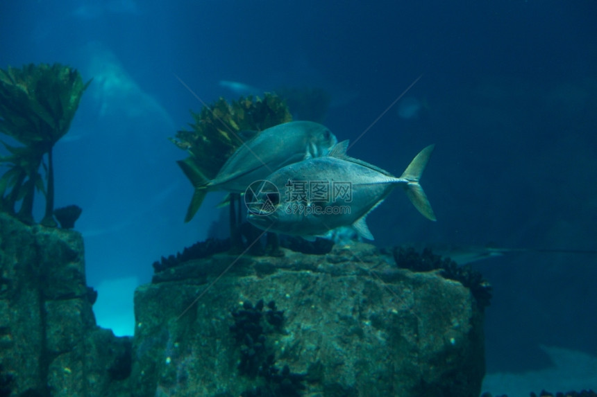 环境在蓝色深水的海底族馆洋中的鱼类有噪音的玻璃从中喷出水下图片