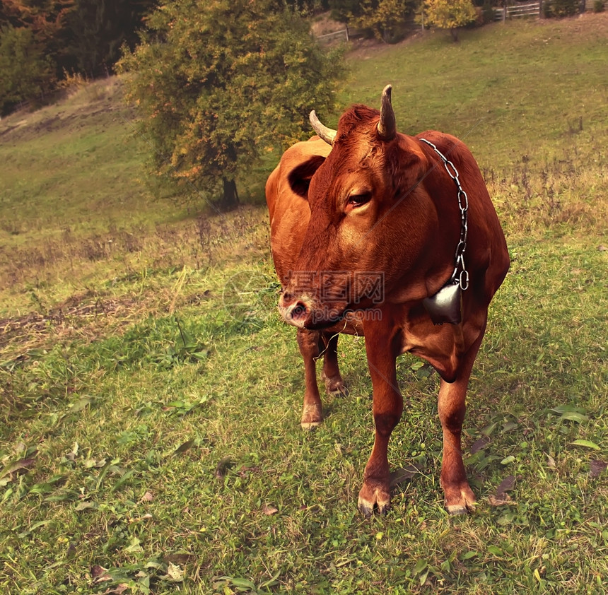 草地中的牛群自然构成鼻子农田夏天图片