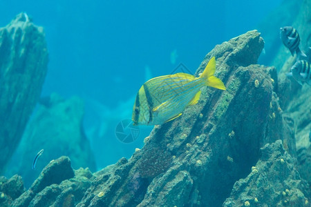 热带在蓝色深水的海底族馆洋中的鱼类有噪音的玻璃从中喷出空气环境图片