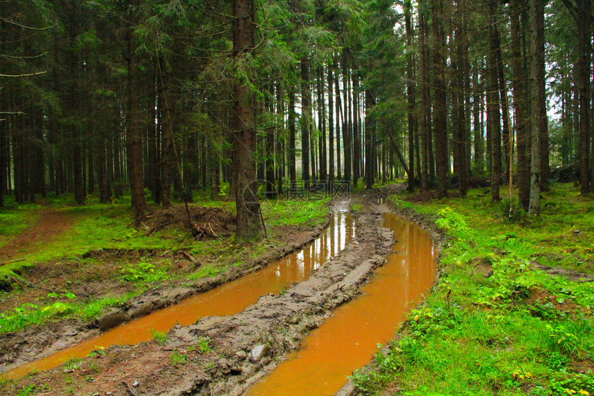 越野棕色的地面森林道路上有泥土和大水池森林里有深沟渠和泥土图片