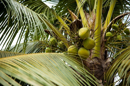 热带喝椰子树上的圈非常高离开图片