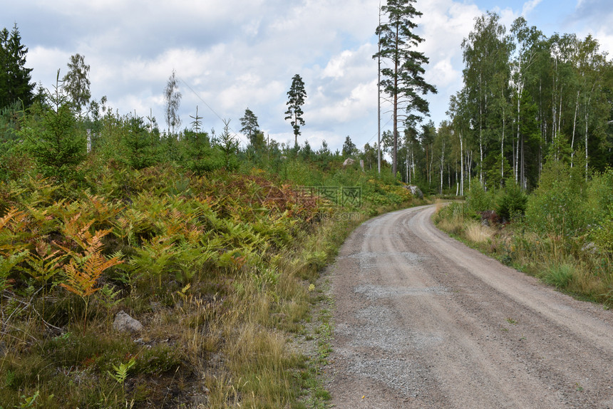 穿过美丽的彩色迷雾森林石质路生长瑞典有色图片