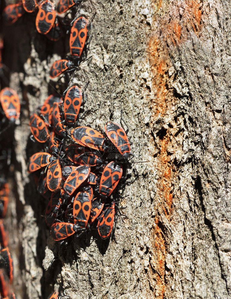 一群森林里的红黑蟑螂聚集在树皮上一张特快的照片树皮上绿花蟑螂也聚集在树皮上冒险植物东方的图片
