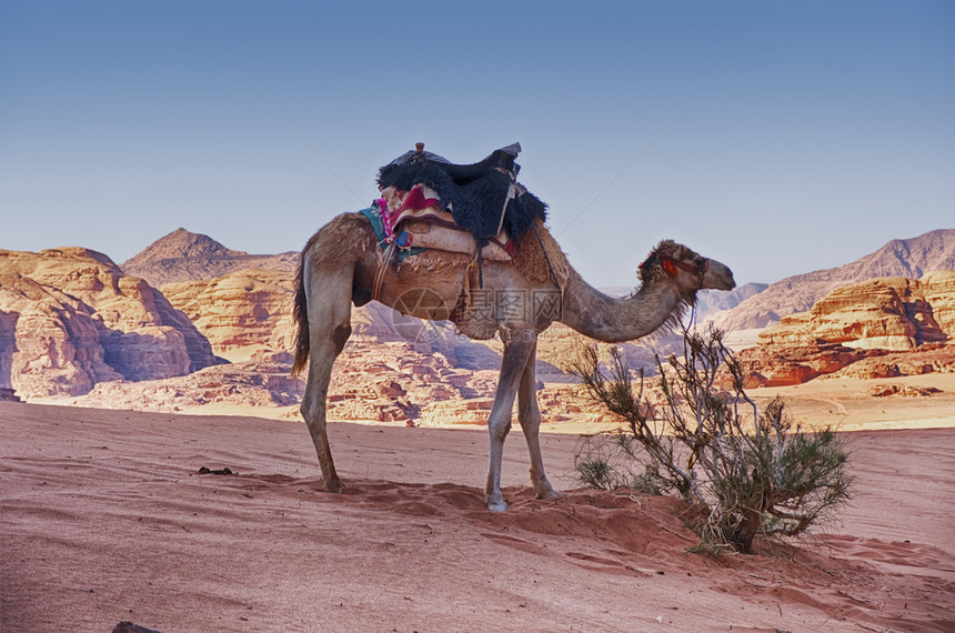 朗姆酒目的地干燥一只骆驼在约旦南部WadiRum沙漠的丘和山附近一个孤立的灌木丛旁等待图片