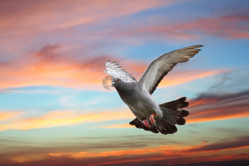 灰色的户外单身鸽子飞过日落天空的美丽颜色图片