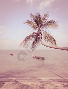 叶子热带海滩有椰子棕榈树和长尾船的热带海滨具有古老效应旅行柔软的图片