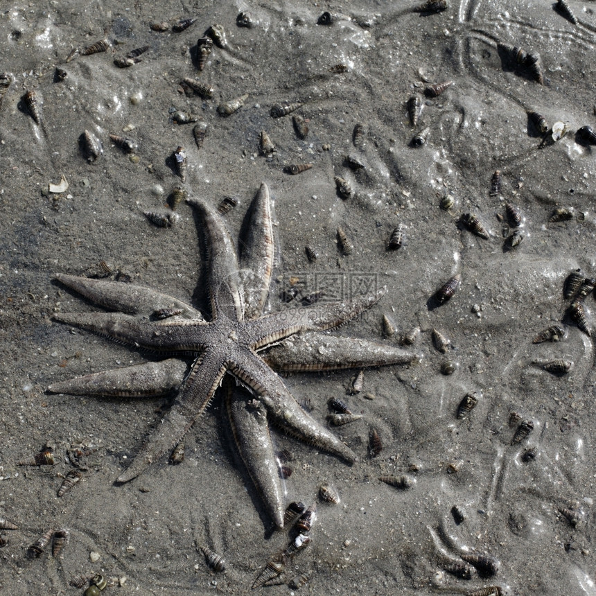 浅水海底的两条星立邦安达曼贝壳图片