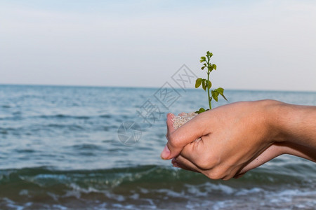 自然沃女童手握种植新树沙海丰富多彩的图片