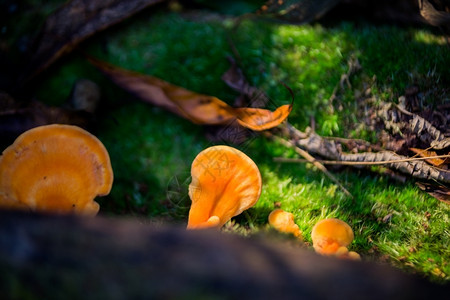 秋天飞森林中的蘑菇孢子图片