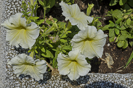 白色的在保加利亚索非公园的花朵中堆积白色季节远足图片
