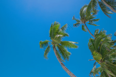 晴天叶子蓝色空背景的美丽椰子棕榈树美丽的椰子棕榈树分支图片