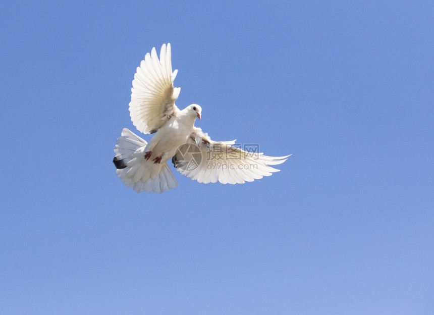 白羽鸽在清蓝的天空上飞翔色的自由派空气图片