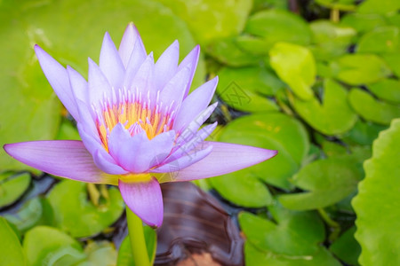 池塘中美丽的紫色莲花图片