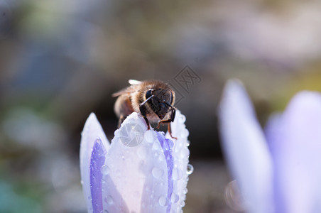 运动番红花上的蜜蜂糖粉图片