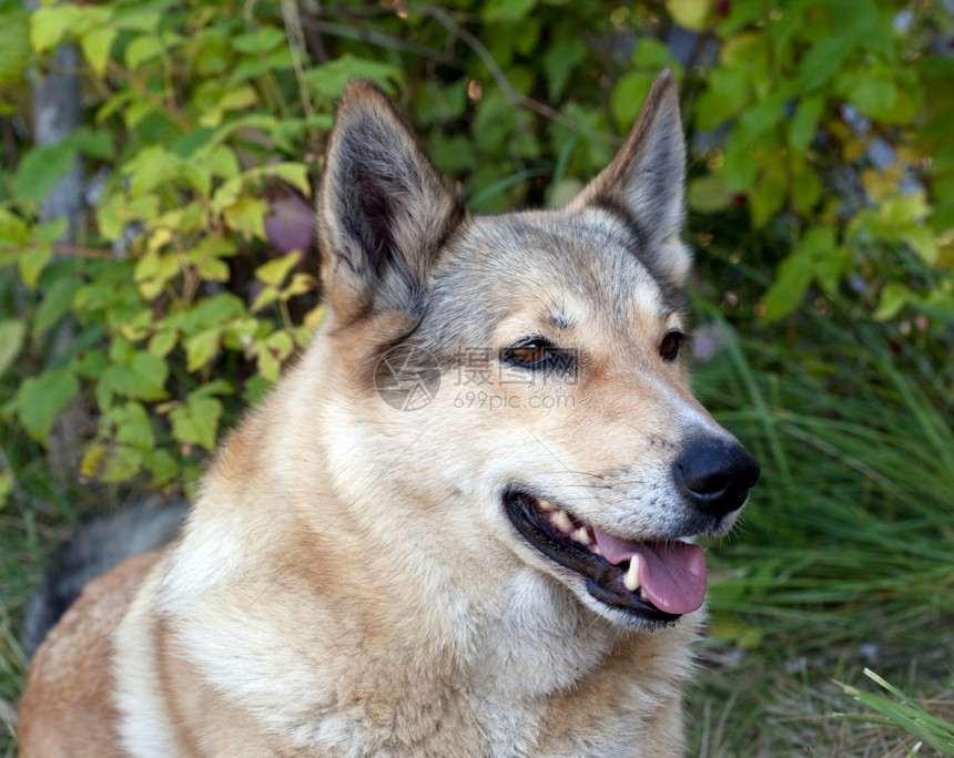 在绿草背景上一条快乐的狗肖像动物鼻子健康图片