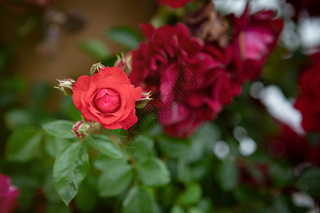 花园中美丽的玫瑰花朵一种木天图片